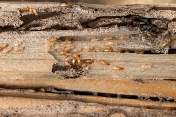 Waverly, IA Pest Control Company